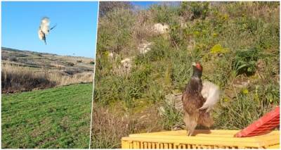 &Lambda;ή&mu;&nu;&omicron;&sigmaf;: &Alpha;&pi;&epsilon;&lambda;&epsilon;&upsilon;&theta;έ&rho;&omega;&sigma;&eta; &Phi;&alpha;&sigma;&iota;&alpha;&nu;ώ&nu; &gamma;&iota;&alpha; &tau;&omicron;&nu; &epsilon;&mu;&pi;&lambda;&omicron;&upsilon;&tau;&iota;&sigma;&mu;ό &tau;&omega;&nu; &beta;&iota;&omicron;&tau;ό&pi;&omega;&nu; (video)