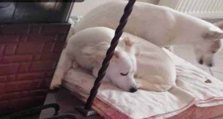 &Lambda;ή&mu;&nu;&omicron;&sigmaf;: &Kappa;&alpha;&tau;&alpha;&gamma;&gamma;&epsilon;&lambda;ί&alpha; &gamma;&iota;&alpha; &alpha;&rho;&pi;&alpha;&gamma;ή &sigma;&kappa;ύ&lambda;&omega;&nu; &sigma;&tau;&alpha; &Lambda;ύ&chi;&nu;&alpha;