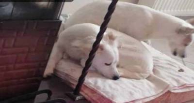 &Lambda;ή&mu;&nu;&omicron;&sigmaf;: &Kappa;&alpha;&tau;&alpha;&gamma;&gamma;&epsilon;&lambda;ί&alpha; &gamma;&iota;&alpha; &alpha;&rho;&pi;&alpha;&gamma;ή &sigma;&kappa;ύ&lambda;&omega;&nu; &sigma;&tau;&alpha; &Lambda;ύ&chi;&nu;&alpha;