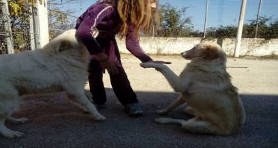 Γίνε συνοδός για μια μέρα! | Βοήθησε τα αδέσποτα της Λήμνου να πάνε βόλτα