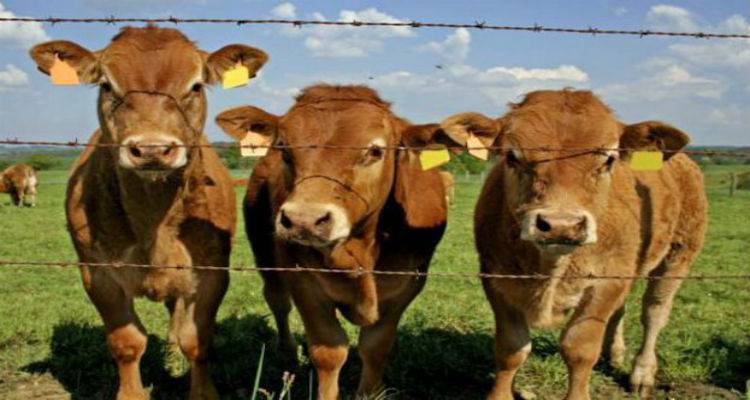 &Mu;&alpha;&rho;ί&alpha; &Nu;&iota;&kappa;&omicron;&lambda;ά&rho;&alpha;: &laquo;&Sigma;&tau;&eta;&nu; &Pi;&epsilon;&rho;&iota;&phi;έ&rho;&epsilon;&iota;&alpha; &pi;&rho;έ&pi;&epsilon;&iota; &nu;&alpha; &alpha;&nu;&alpha;&zeta;&eta;&tau;&eta;&theta;&omicron;ύ&nu; &omicron;&iota; &epsilon;&upsilon;&theta;ύ&nu;&epsilon;&sigmaf; &gamma;&iota;&alpha; &tau;&eta;&nu; &omicron;&zeta;ώ&delta;&eta; &delta;&epsilon;&rho;&mu;&alpha;&tau;ί&tau;&iota;&delta;&alpha; &sigma;&tau;&eta; &Lambda;ή&mu;&nu;&omicron;