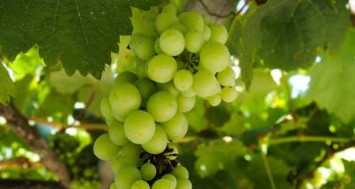 ΚΕΟΣΟΕ: Κίνδυνος για τον ελληνικό αμπελώνα λόγω αύξησης εισαγωγών φθηνών οίνων