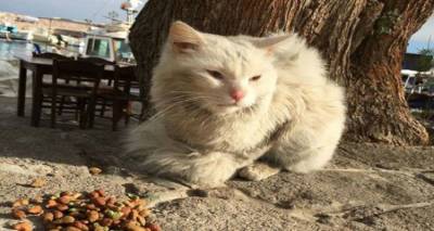Ο γάτος-πρόσφυγας που ταξίδεψε από το Ιράκ στη Λέσβο και από εκεί στη Νορβηγία