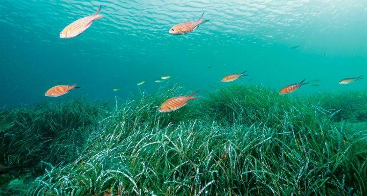 Τα φύκη ή φύκια και τα θαλάσσια φυτά είναι το ίδιο πράγμα;