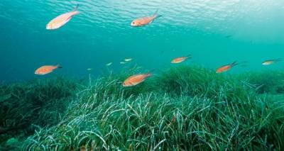 Τα φύκη ή φύκια και τα θαλάσσια φυτά είναι το ίδιο πράγμα;