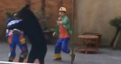 Αρκούδα επιτέθηκε σε υπάλληλο κατά την διάρκεια επίδειξης σε τσίρκο