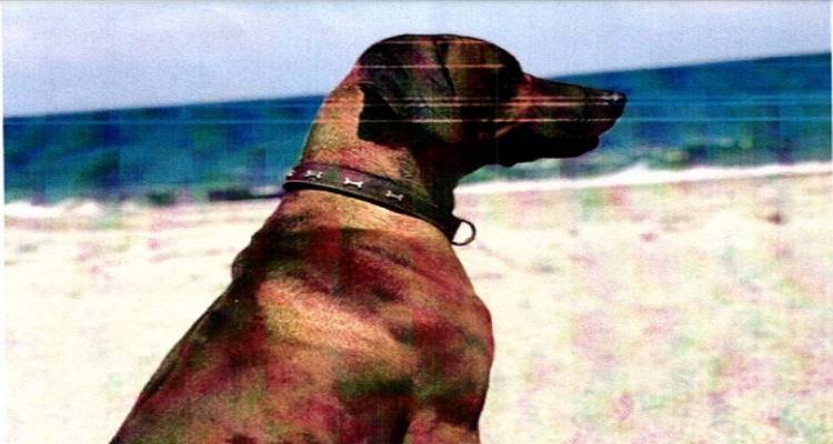 Λήμνος – Λύχνα: Xάθηκε σκυλί  Μπορείτε να βοηθήσετε