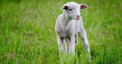 &Lambda;ή&mu;&nu;&omicron;&sigmaf;:  &Pi;&epsilon;&rho;&iota;&omicron;&rho;&iota;&sigma;&mu;&omicron;ί &sigma;&tau;&eta; &delta;&iota;&alpha;&kappa;ί&nu;&eta;&sigma;&eta; &zeta;&omega;&omicron;&tau;&rho;&omicron;&phi;ώ&nu; &lambda;ό&gamma;&omega; &epsilon;&upsilon;&lambda;&omicron;&gamma;&iota;ά&sigmaf;