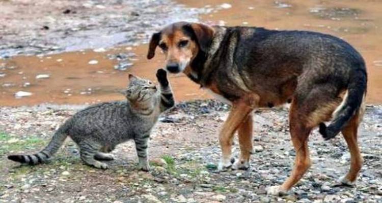 Φιλοζωικό Σωματείο Λήμνου: Τα ζώα υποφέρουν – Κάντε κάτι!