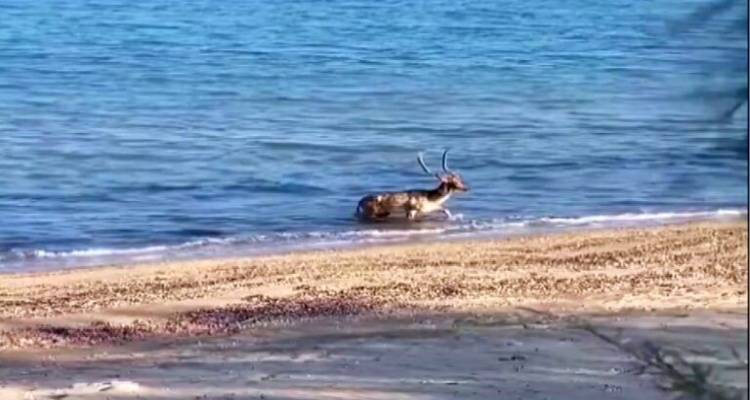 Λήμνος: Θέμα στην ΕΡΤ3 το ελάφι που έκανε μπάνιο στη θάλασσα (video)