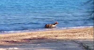 &Lambda;ή&mu;&nu;&omicron;&sigmaf;: &Theta;έ&mu;&alpha; &sigma;&tau;&eta;&nu; &Epsilon;&Rho;&Tau;3 &tau;&omicron; &epsilon;&lambda;ά&phi;&iota; &pi;&omicron;&upsilon; έ&kappa;&alpha;&nu;&epsilon; &mu;&pi;ά&nu;&iota;&omicron; &sigma;&tau;&eta; &theta;ά&lambda;&alpha;&sigma;&sigma;&alpha; (video)