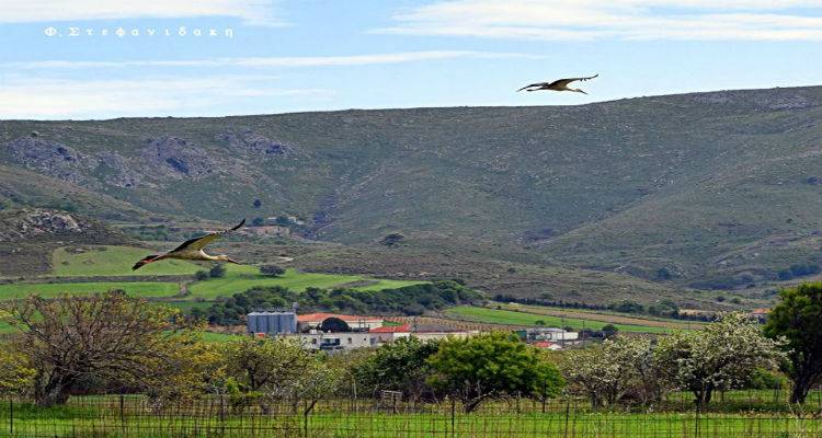 Την ανοιξιάτικη Λήμνο επισκέφτηκε ένα ζευγάρι πελαργών (photos)