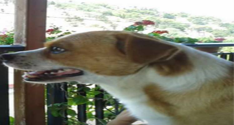 Χάθηκε στον Κοντιά | Μπορείτε να βοηθήσετε;