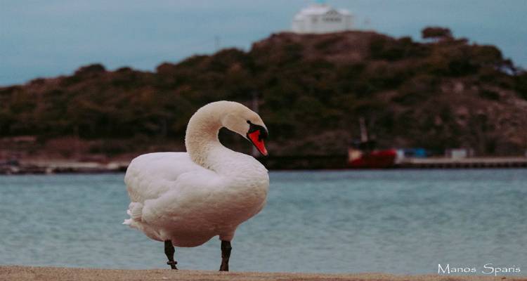 &Phi;&iota;&lambda;&omicron;&zeta;&omega;&iota;&kappa;ό &Sigma;&omega;&mu;&alpha;&tau;&epsilon;ί&omicron; &Lambda;ή&mu;&nu;&omicron;&upsilon; &gamma;&iota;&alpha; &tau;&omicron;&nu; &kappa;ύ&kappa;&nu;&omicron; &tau;&eta;&sigmaf; &Mu;ύ&rho;&iota;&nu;&alpha;&sigmaf;: &laquo;&Alpha;&pi;&epsilon;&iota;&lambda;&epsilon;ί&tau;&alpha;&iota; &eta; &zeta;&omega;ή &tau;&omicron;&upsilon;&raquo;
