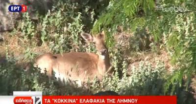 Τα «κόκκινα» ελάφια της Λήμνου στην ΕΡΤ (video)