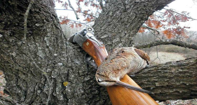 Οι μπεκάτσες του Γενάρη
