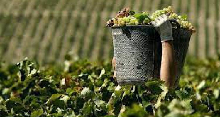 &Tau;&rho;&upsilon;&gamma;&eta;&tau;ό&sigmaf;: &Tau;&rho;&omicron;&pi;&omicron;&pi;&omicron;ί&eta;&sigma;&eta; &sigma;&tau;&eta;&nu; &pi;&alpha;&rho;&alpha;&lambda;&alpha;&beta;ή &sigma;&tau;&alpha;&phi;&upsilon;&lambda;&iota;ώ&nu; &Mu;&omicron;&sigma;&chi;ά&tau;&omicron; &Alpha;&lambda;&epsilon;&xi;&alpha;&nu;&delta;&rho;&epsilon;ί&alpha;&sigmaf; | &Eta;&mu;&epsilon;&rho;&omicron;&mu;&eta;&nu;ί&alpha; &kappa;&alpha;&iota; &gamma;&iota;&alpha; &tau;&omicron; &kappa;&alpha;&lambda;&alpha;&mu;&pi;ά&kappa;&iota;