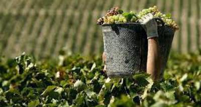 &Tau;&rho;&upsilon;&gamma;&eta;&tau;ό&sigmaf;: &Tau;&rho;&omicron;&pi;&omicron;&pi;&omicron;ί&eta;&sigma;&eta; &sigma;&tau;&eta;&nu; &pi;&alpha;&rho;&alpha;&lambda;&alpha;&beta;ή &sigma;&tau;&alpha;&phi;&upsilon;&lambda;&iota;ώ&nu; &Mu;&omicron;&sigma;&chi;ά&tau;&omicron; &Alpha;&lambda;&epsilon;&xi;&alpha;&nu;&delta;&rho;&epsilon;ί&alpha;&sigmaf; | &Eta;&mu;&epsilon;&rho;&omicron;&mu;&eta;&nu;ί&alpha; &kappa;&alpha;&iota; &gamma;&iota;&alpha; &tau;&omicron; &kappa;&alpha;&lambda;&alpha;&mu;&pi;ά&kappa;&iota;