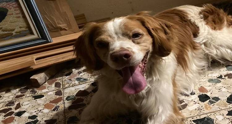 Βρέθηκε σκυλι στη Σούμπρα