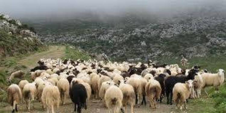 Συμμετοχή της «Ανεμόεσσας» σε Ευρωπαϊκό πρόγραμμα για την κληρονομιά της Αιγοπροβατοτροφίας