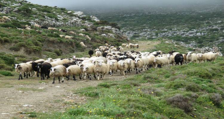 &Mu;έ&tau;&rho;&alpha; &pi;&rho;&omicron;&sigma;&tau;&alpha;&sigma;ί&alpha;&sigmaf; &alpha;&pi;ό &tau;&eta;&nu; &Kappa;&tau;&eta;&nu;&iota;&alpha;&tau;&rho;&iota;&kappa;ή &Upsilon;&pi;&eta;&rho;&epsilon;&sigma;ί&alpha; &Lambda;ή&mu;&nu;&omicron;&upsilon; &epsilon;&nu;ό&psi;&epsilon;&iota; &tau;&eta;&sigmaf; &epsilon;&pi;&iota;&delta;&epsilon;ί&nu;&omega;&sigma;&eta;&sigmaf; &tau;&omicron;&upsilon; &kappa;&alpha;&iota;&rho;&omicron;ύ