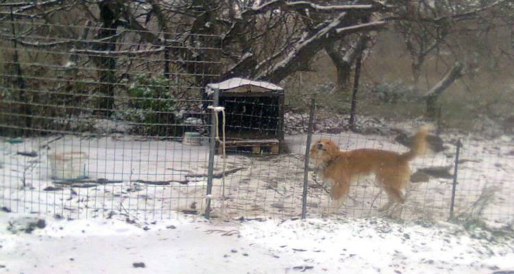 Χάθηκε ο σκύλος της φωτογραφίας