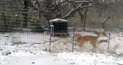 Χάθηκε ο σκύλος της φωτογραφίας