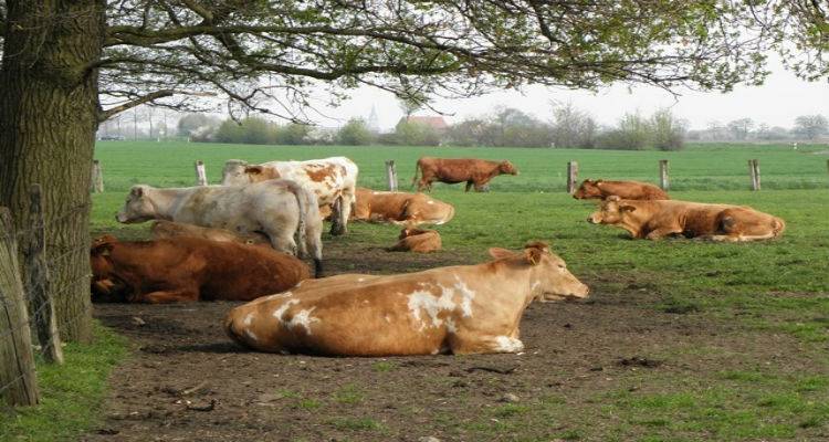 &Eta; &Gamma;&epsilon;&omega;&tau;&epsilon;&chi;&nu;&iota;&kappa;ή &Alpha;&iota;&gamma;&alpha;ί&omicron;&upsilon; &epsilon;&nu;&eta;&mu;&epsilon;&rho;ώ&nu;&epsilon;&iota; &tau;&omicron;&upsilon;&sigmaf; &kappa;&tau;&eta;&nu;&omicron;&tau;&rho;ό&phi;&omicron;&upsilon;&sigmaf; &tau;&eta;&sigmaf; &Lambda;ή&mu;&nu;&omicron;&upsilon;