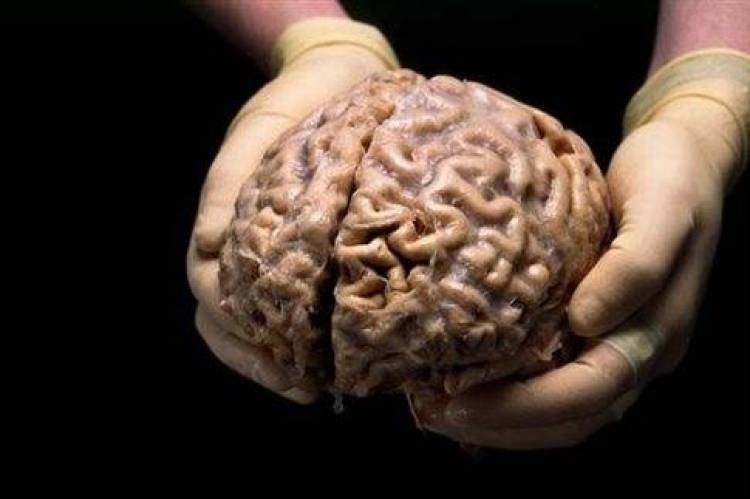 Αμφισβητείται η κρατούσα θεωρία για το σχηματισμό αναμνήσεων