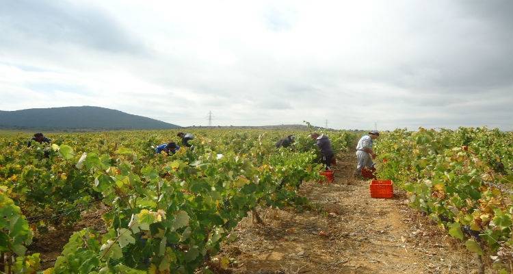 &Alpha;&nu;&alpha;&kappa;&omicron;&iota;&nu;ώ&theta;&eta;&kappa;&alpha;&nu; &tau;&alpha; &mu;έ&tau;&rho;&alpha; &pi;&rho;&omicron;&sigma;&tau;&alpha;&sigma;ί&alpha;&sigmaf; &tau;&omega;&nu; &alpha;&mu;&pi;&epsilon;&lambda;&iota;ώ&nu; &tau;&eta;&sigmaf; &Lambda;ή&mu;&nu;&omicron;&upsilon; &alpha;&pi;ό &tau;&omicron; &Epsilon;&pi;&alpha;&rho;&chi;&epsilon;ί&omicron; &tau;&omicron;&upsilon; &nu;&eta;&sigma;&iota;&omicron;ύ