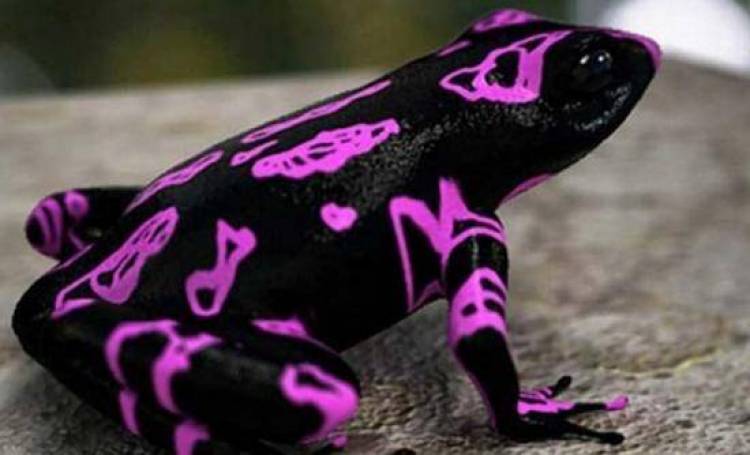 Ένας παράξενος βάτραχος… κλόουν!