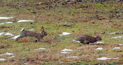 Δήλωση ζημιών από αγριοκούνελα σε καλλιέργειες σιτηρών στη Δ.Ε Μύρινας