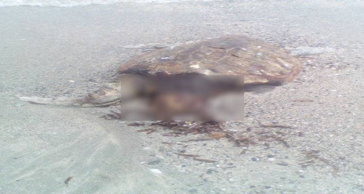 Νεκρές θαλάσσιες χελώνες στο Κέρος (photos)