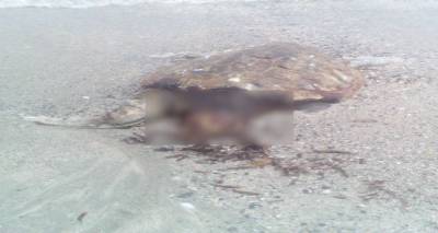 Νεκρές θαλάσσιες χελώνες στο Κέρος (photos)