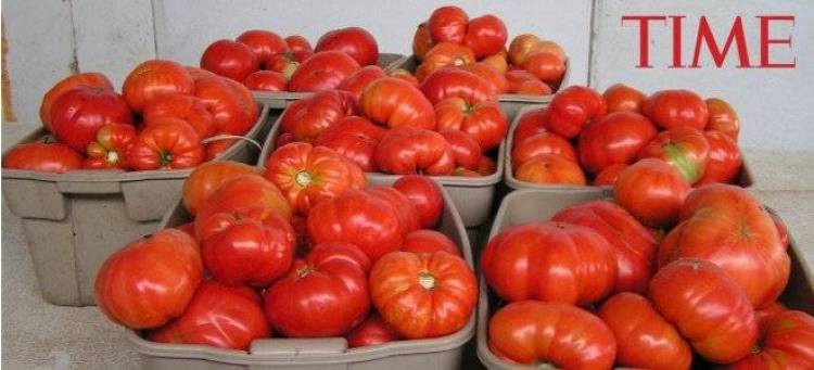 ΤIME: Σε ένα τ.μ. στην Ολλανδία παράγουν 70 κιλά ντομάτες και στην Ελλάδα 7