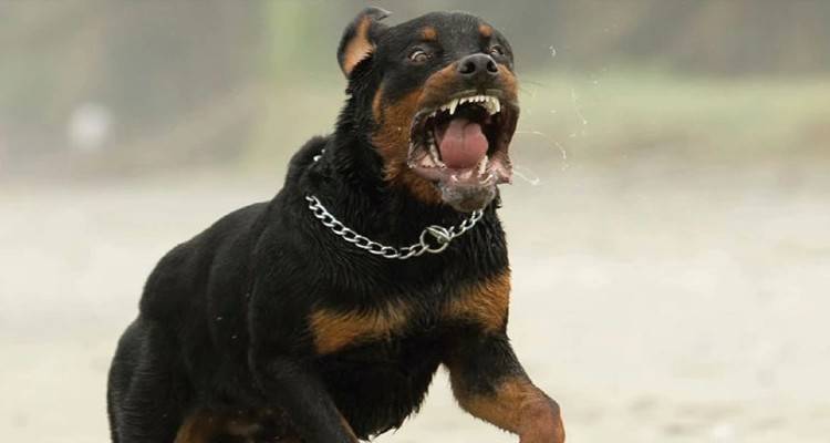 &Kappa;&omicron;&zeta;ά&nu;&eta;: &Mu;&epsilon; 36.500 &epsilon;&upsilon;&rho;ώ &laquo;&kappa;&alpha;&theta;ά&rho;&iota;&sigma;&epsilon;&raquo; &omicron; &iota;&delta;&iota;&omicron;&kappa;&tau;ή&tau;&eta;&sigmaf; &tau;&omega;&nu; &rho;&omicron;&tau;&beta;ά&iota;&lambda;&epsilon;&rho; &pi;&omicron;&upsilon; &sigma;&kappa;ό&tau;&omega;&sigma;&alpha;&nu; &tau;&omicron;&nu; 5&chi;&rho;&omicron;&nu;&omicron; &Sigma;&tau;ά&theta;&eta; &tau;&omicron; 2016