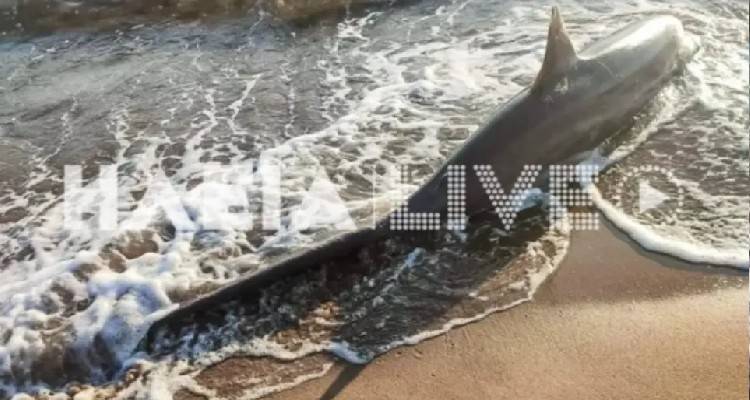 &Eta;&lambda;&epsilon;ί&alpha;: &Pi;&alpha;&rho;ά&xi;&epsilon;&nu;&omicron;&sigmaf;... &kappa;&alpha;&rho;&chi;&alpha;&rho;ί&alpha;&sigmaf; &xi;&epsilon;&beta;&rho;ά&sigma;&tau;&eta;&kappa;&epsilon; &sigma;&epsilon; &pi;&alpha;&rho;&alpha;&lambda;ί&alpha; &tau;&eta;&sigmaf; &Zeta;&alpha;&chi;ά&rho;&omega;&sigmaf;