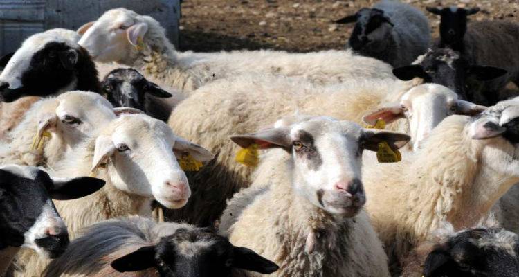 Ευλογιά στα κοπάδια της Λέσβου | Τι πρέπει να προσέξουν οι κτηνοτρόφοι της Λήμνου; (mp3)