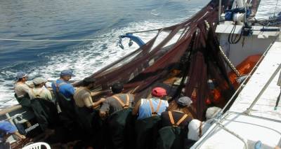 &Tau;&omicron; &phi;&upsilon;&tau;&omicron;&pi;&lambda;&alpha;&gamma;&kappa;&tau;ό&nu; &pi;&alpha;&rho;έ&lambda;&upsilon;&sigma;&epsilon; &tau;&eta;&nu; &alpha;&lambda;&iota;&epsilon;ί&alpha; &sigma;&tau;&omicron; &Beta;ό&rho;&epsilon;&iota;&omicron; &Alpha;&iota;&gamma;&alpha;ί&omicron;