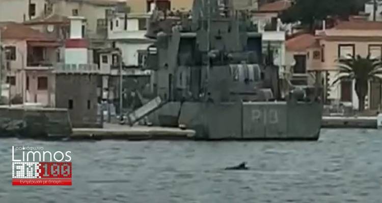 Έ&nu;&alpha; &delta;&epsilon;&lambda;&phi;ί&nu;&iota; &sigma;&tau;&omicron; &lambda;&iota;&mu;ά&nu;&iota; &tau;&eta;&sigmaf; &Mu;ύ&rho;&iota;&nu;&alpha;&sigmaf; (video)