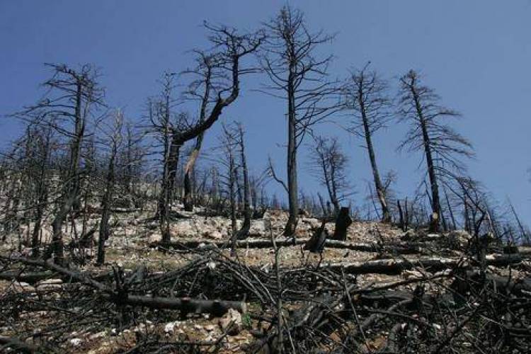 233.929 στρέμματα έκαψαν οι πυρκαγιές