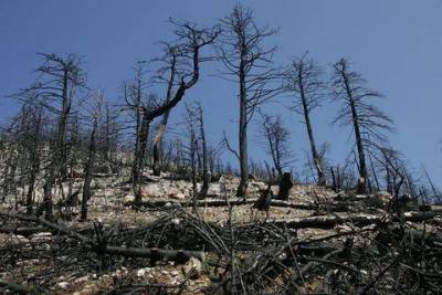 233.929 στρέμματα έκαψαν οι πυρκαγιές