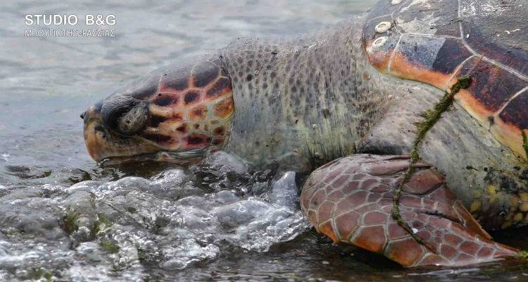 &Delta;&upsilon;&omicron; &nu;&epsilon;&kappa;&rho;έ&sigmaf; &theta;&alpha;&lambda;ά&sigma;&sigma;&iota;&epsilon;&sigmaf; &chi;&epsilon;&lambda;ώ&nu;&epsilon;&sigmaf; &sigma;&tau;&omicron;&nu; &Alpha;&upsilon;&lambda;ώ&nu;&alpha;