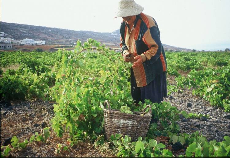 «Ανάγκη εκσυγχρονισμού του ασφαλιστικού κανονισμού του ΕΛΓΑ»