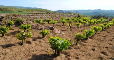 &Lambda;ή&mu;&nu;&omicron;&sigmaf;: &Xi;&epsilon;&kappa;&iota;&nu;ά&epsilon;&iota; &eta; &phi;&upsilon;&tau;&omicron;&pi;&rho;&omicron;&sigma;&tau;&alpha;&sigma;ί&alpha; &tau;&omega;&nu; &alpha;&mu;&pi;&epsilon;&lambda;&iota;ώ&nu; | &Epsilon;&pi;ί&sigma;&eta;&mu;&epsilon;&sigmaf; &omicron;&delta;&eta;&gamma;ί&epsilon;&sigmaf;