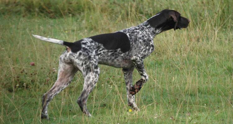 &Kappa;&upsilon;&nu;&eta;&gamma;&epsilon;&tau;&iota;&kappa;ό&sigmaf; &Sigma;ύ&lambda;&lambda;&omicron;&gamma;&omicron;&sigmaf; &Lambda;ή&mu;&nu;&omicron;&upsilon;: &Epsilon;&nu;&eta;&mu;έ&rho;&omega;&sigma;&eta; &gamma;&iota;&alpha; &tau;&omicron;&upsilon;&sigmaf; &kappa;&upsilon;&nu;&eta;&gamma;&epsilon;&tau;&iota;&kappa;&omicron;ύ&sigmaf; &sigma;&kappa;ύ&lambda;&omicron;&upsilon;&sigmaf;