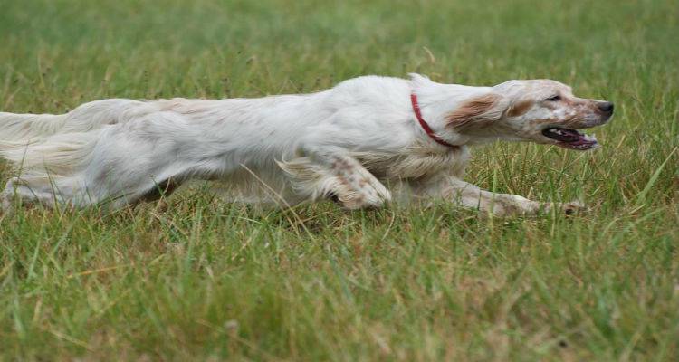 Κινδυνεύει σκυλί αυτή την ώρα στην ευθεία του αεροδρομίου