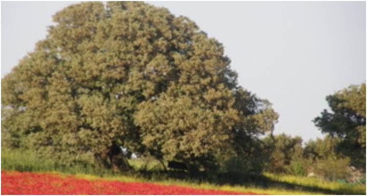 &Delta;&upsilon;&sigma;&tau;&upsilon;&chi;ί&alpha;  &sigma;&omicron;&upsilon;  &Epsilon;&lambda;&lambda;ά&sigmaf;  &mu;&epsilon;&tau;ά  &tau;έ&kappa;&nu;&alpha;  &pi;&omicron;&upsilon; &gamma;&epsilon;&nu;&nu;ά&sigmaf; !!!  (&Gamma;. &Sigma;&omicron;&upsilon;&rho;ή&sigmaf; 1853-1919)