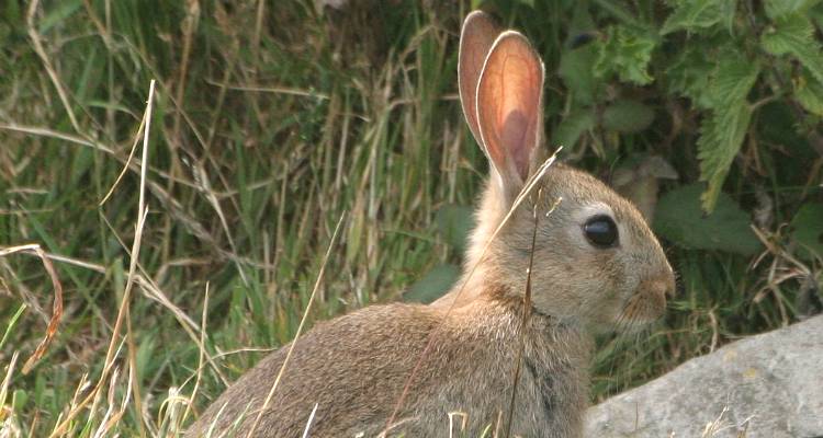 &Epsilon;&Lambda;&Gamma;&Alpha; &Lambda;ή&mu;&nu;&omicron;&upsilon;: &Xi;&epsilon;&kappa;ί&nu;&eta;&sigma;&alpha;&nu; &omicron;&iota; &delta;&eta;&lambda;ώ&sigma;&epsilon;&iota;&sigmaf; &zeta;&eta;&mu;&iota;ώ&nu; &alpha;&pi;ό &alpha;&gamma;&rho;&iota;&omicron;&kappa;&omicron;ύ&nu;&epsilon;&lambda;&alpha; &sigma;&epsilon; &beta;&rho;ώ&sigma;&iota;&mu;&alpha; ό&sigma;&pi;&rho;&iota;&alpha;