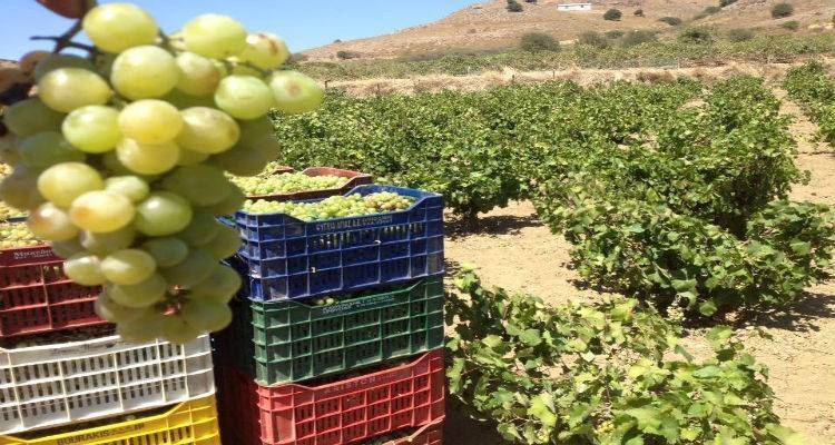 &Alpha;&gamma;&rho;&omicron;&tau;&iota;&kappa;ό&sigmaf; &Sigma;&upsilon;&nu;&epsilon;&tau;&alpha;&iota;&rho;&iota;&sigma;&mu;ό&sigmaf; &laquo;&Eta; Έ&nu;&omega;&sigma;&eta;&raquo; - &Tau;&rho;ύ&gamma;&omicron;&sigmaf;:  &Kappa;&alpha;&iota; &tau;ώ&rho;&alpha; &eta; ώ&rho;&alpha; &tau;&eta;&sigmaf; &tau;&sigma;&alpha;&mu;&pi;&alpha;&nu;ά&rho;&alpha;&sigmaf;